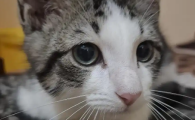猫鼻支吃什么药好得快