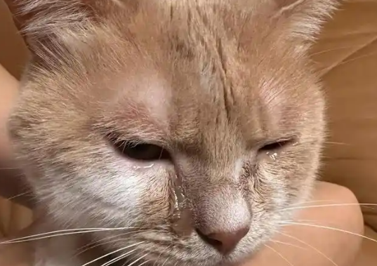 猫咪单只眼睛流泪是怎么回事