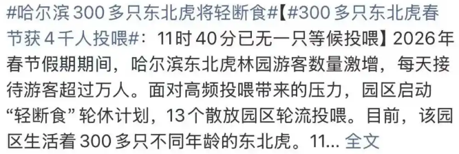 春节过后,300只老虎集体确诊“工伤”:“虎虎我啊,真的吃不动了!”