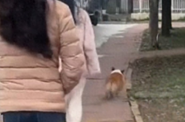 狗狗打架打输后,竟拉主人上门复仇? 狗狗打架打输后,竟拉主人上门复仇?
