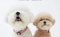 puppy gallery狗狗牵引绳用项圈的好还是背带的好 puppy gallery狗狗牵引绳用项圈的好还是背带的好