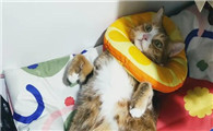 猫咪外伤用什么药愈合伤口