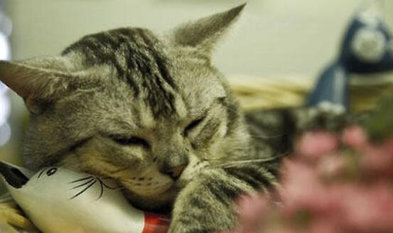 猫咪频繁舔腹是腹部疼痛吗? 猫咪频繁舔腹是腹部疼痛吗?
