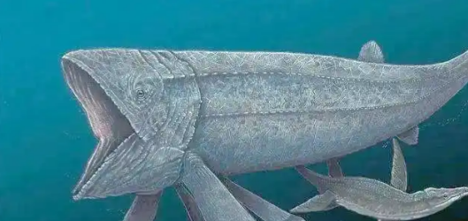 “从鱼到人”探源再获重大突破