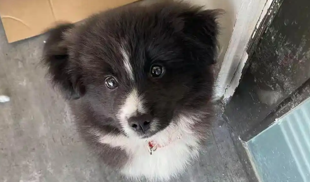 爱犬寄养两天却丢了,寄养店:承认有责愿赔偿 爱犬寄养两天却丢了,寄养店:承认有责愿赔偿