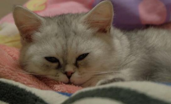 猫咪眼屎多是眼部有炎症吗? 猫咪眼屎多是眼部有炎症吗?