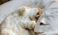 猫最适合的室内温度
