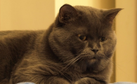 猫有毛球症会不会拉肚子