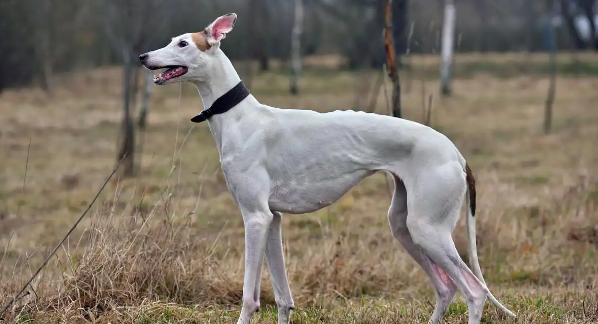 细犬与灵缇：两种“追风猎手”的奇妙差异