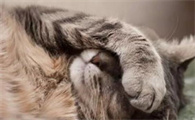 猫咪白内障能通过药物改善吗？