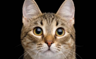 毛球症的猫怎么治疗