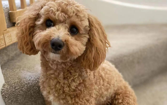 泰迪患狂犬病毒的几率高吗