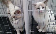 猫咪皮肤长红点是皮肤病吗?