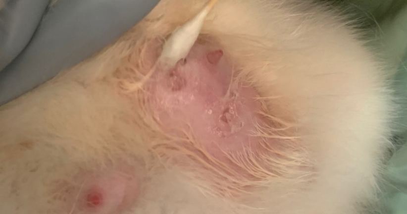 母猫乳腺炎在家自己怎么治疗