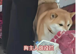 拒绝妥协:为何我呼吁抵制宠物友好型商场 拒绝妥协:为何我呼吁抵制宠物友好型商场