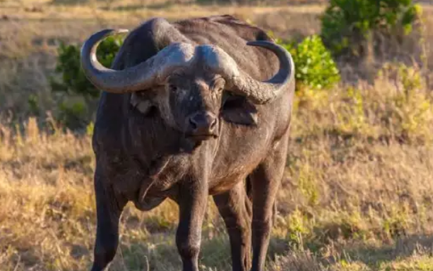 给野牛平头哥的胆子,估计它们能把非洲的狮子撞死