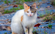 猫咪精神差嗜睡要排查哪些病？