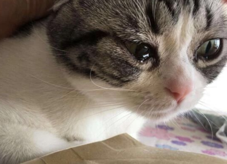 猫咪流泪怎么治疗最好