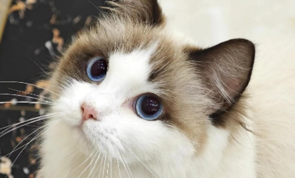 布偶猫冠状病毒是怎么得的 布偶猫冠状病毒是怎么得的