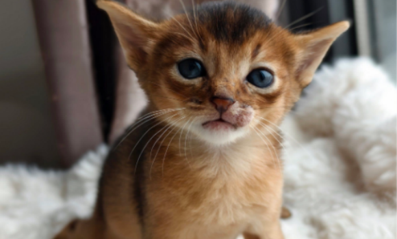 阿比西尼亚猫有哪些品种？一文全知道