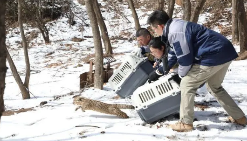 10只野生动物在北京八达岭林场被放归