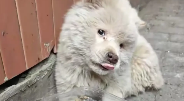 土松犬刚满月就失去妈妈，还就被拔光牙齿打歪头