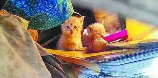 五万流浪猫围城：哈尔滨的“喵”患与解法