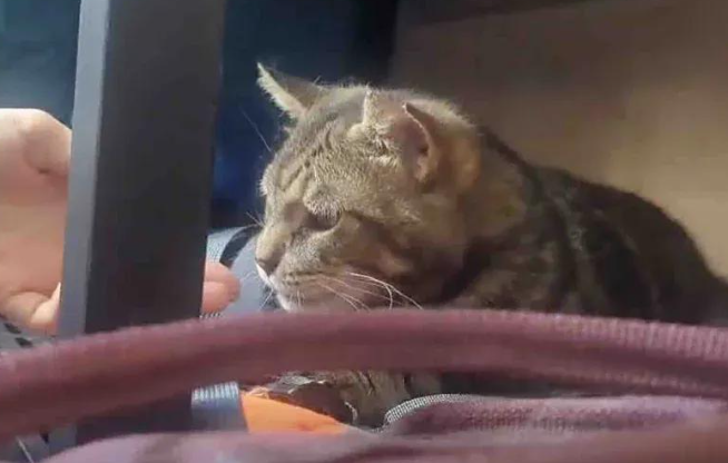 在外流浪多年的狸花猫，被带回家检查才发现满口烂牙