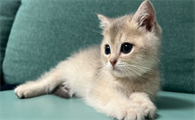 猫咪腹围突然变大正常吗