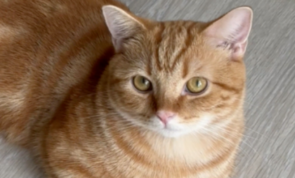 橘猫感冒可以自己痊愈么?