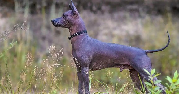 细犬与灵缇：两种“追风猎手”的奇妙差异