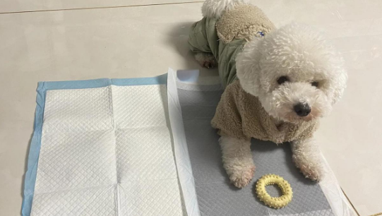 宠物尿垫哪个牌子好？阳光狗狗SUNNY DOGGY尿垫靠谱！