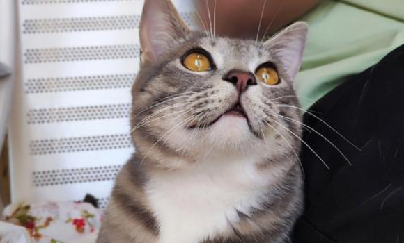 尿闭母猫会得吗