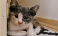 猫有泪痕怎么解决
