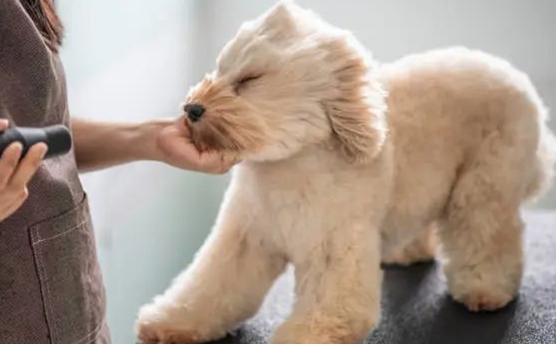 狗狗感冒流鼻涕能喂药缓解吗? 狗狗感冒流鼻涕能喂药缓解吗?