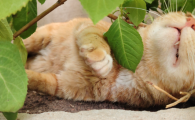 猫的尾巴竖起来抖动是为什么