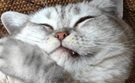 猫牙周炎可以自愈吗
