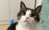 猫咪耳螨用什么药