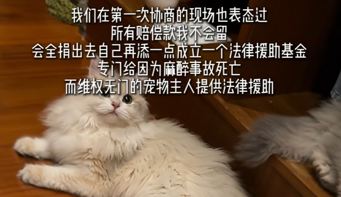 网红小猫“宽宽”离世，主人索赔30万
