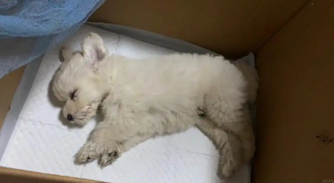 狗狗不吃不喝吐白沫是什么原因引起的