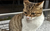 猫咪走路不稳嗜睡是怎么回事