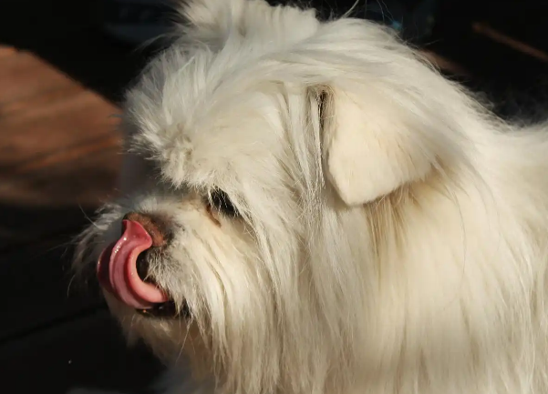 为什么拉萨犬没什么人养？