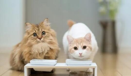 猫咪持续咳嗽是呼吸道问题吗？