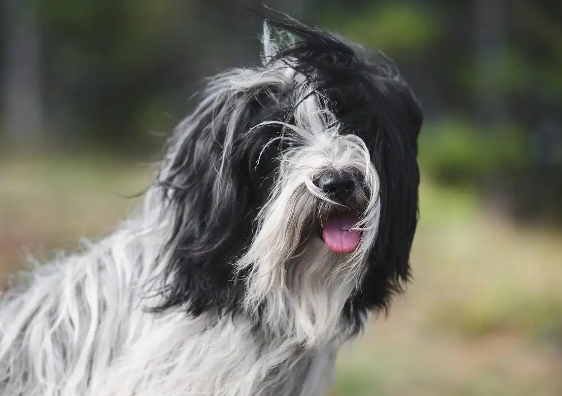 为什么拉萨犬没什么人养？
