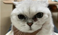 猫咪眼睛褐色分泌物结痂怎么回事