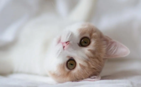 猫咪换牙期牙龈红肿正常吗? 猫咪换牙期牙龈红肿正常吗?