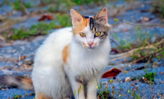 猫咪精神差嗜睡要排查哪些病？