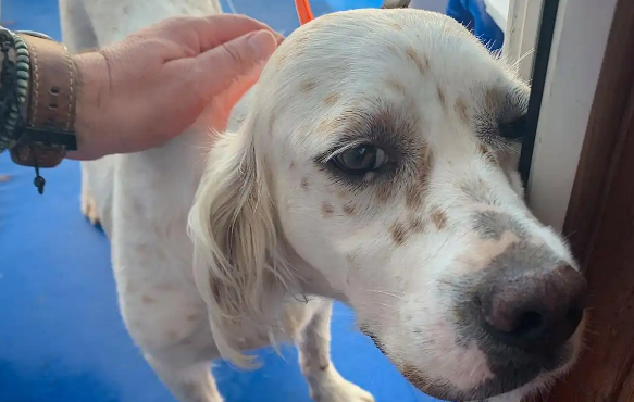 犬瘟热是由什么引起的