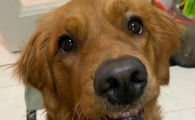 狗狗咳嗽有绿眼屎是什么原因