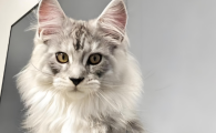 缅因猫心脏病高发吗